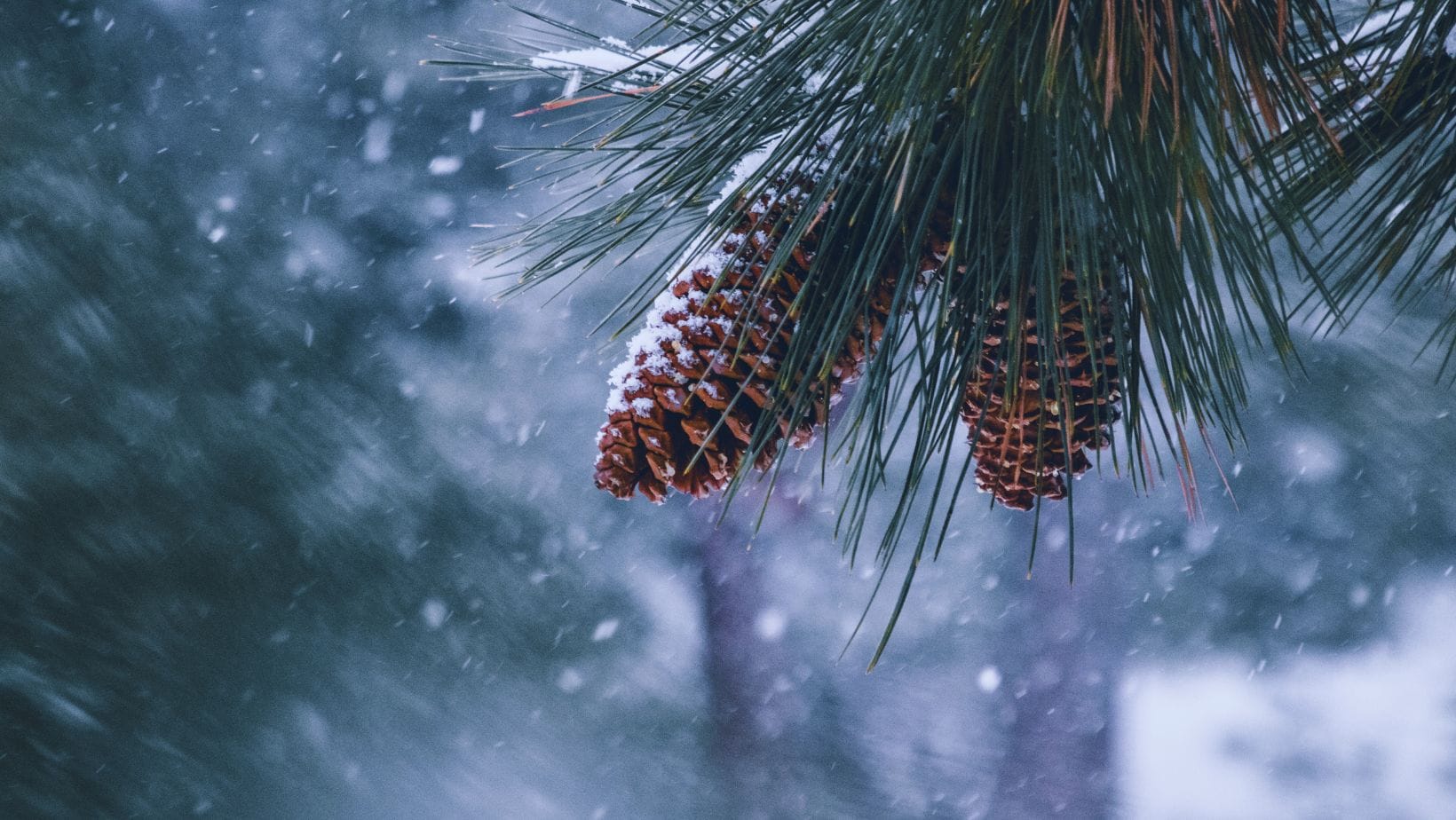 Fokus sliki fb cover head